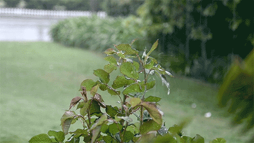 【转载】秋雨无痕,太美了