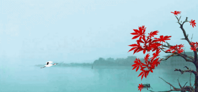 【gif-动图】—音画制作枫叶素材