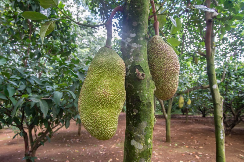 大树菠萝(菠萝蜜)挂在树干上