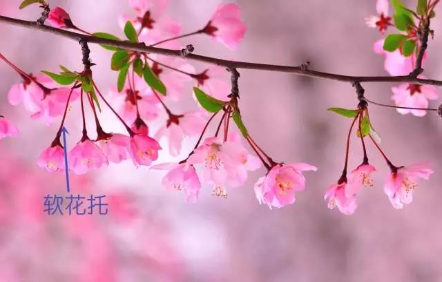 【原创】春天赏花季节,如何辨别梅花樱花桃花杏花梨花李花