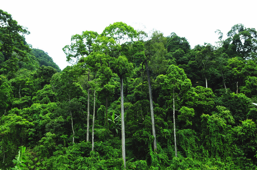 【原创】巴西印象:走进亚马逊热带雨林(二)