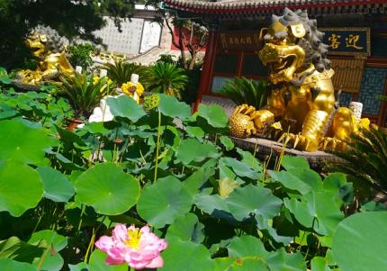 还有花香迎面来