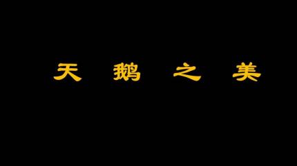 天鹅之美