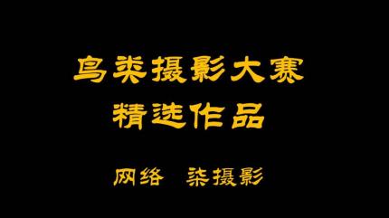 鸟类摄影大赛精选作品