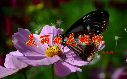 《美丽的花蝴蝶》蔡幸娟