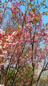 猫家冲浪赏春花