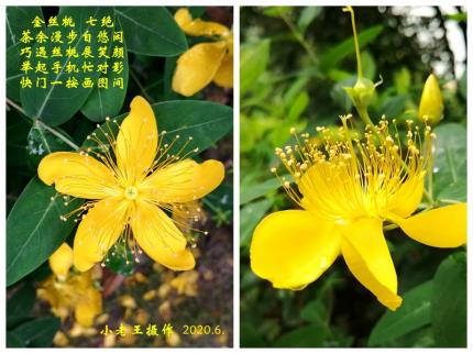 金丝桃
