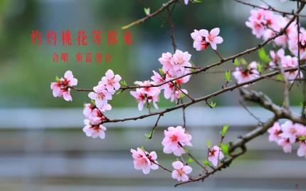 《灼灼桃花等你来》梅蓝组合