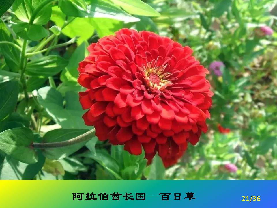 安道尔国花图片