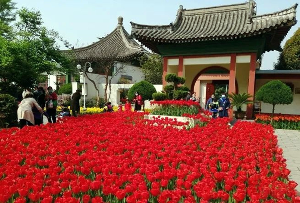 春到古都花開安陽賞花攻略