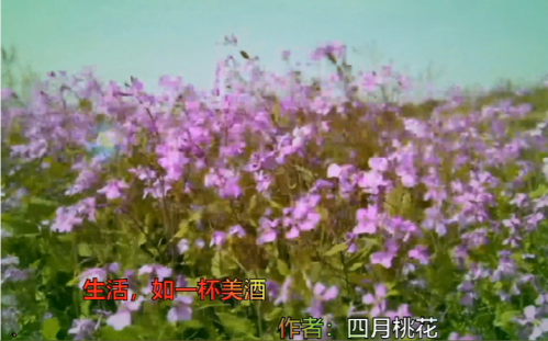 生活，如一杯美酒