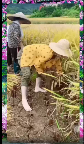 希望的田野