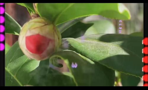 山茶花
