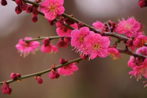 《梅花三弄》