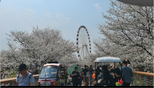 顾村公园 樱花节小视频（1）