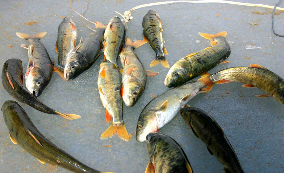 青海湖鱼类图片